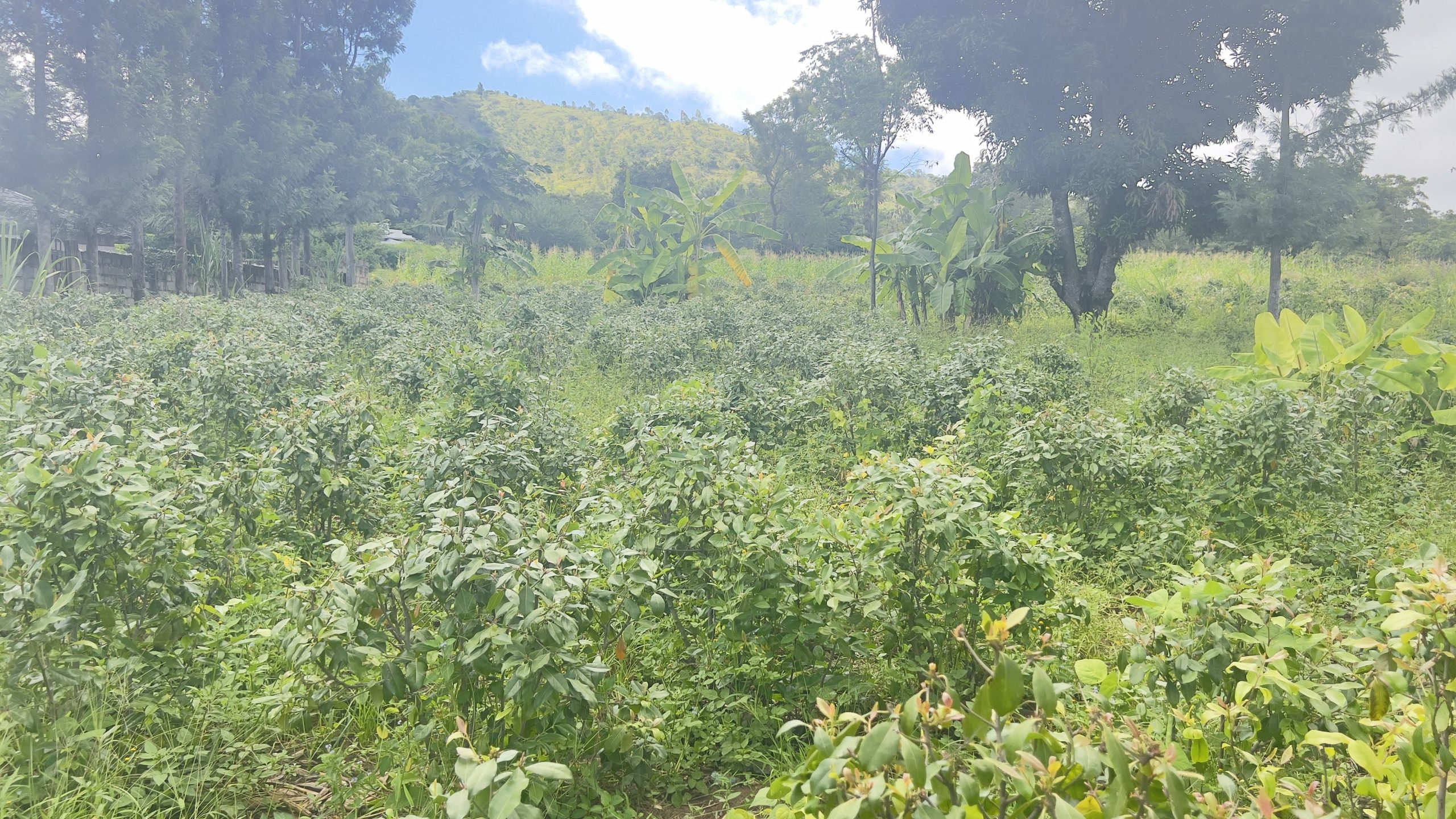 🌟 Prime Plot in Siakago Area, Mbeere, Embu cOUNTY